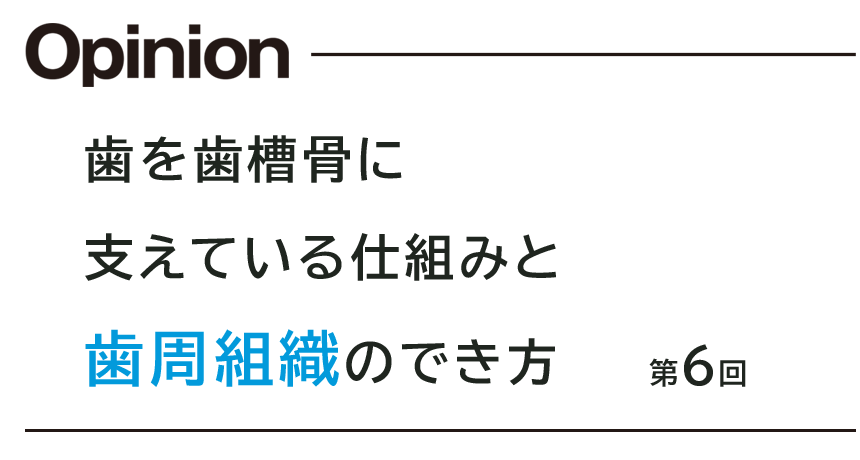 第6回 歯を歯槽骨に支えている仕組みと歯周組織のでき方