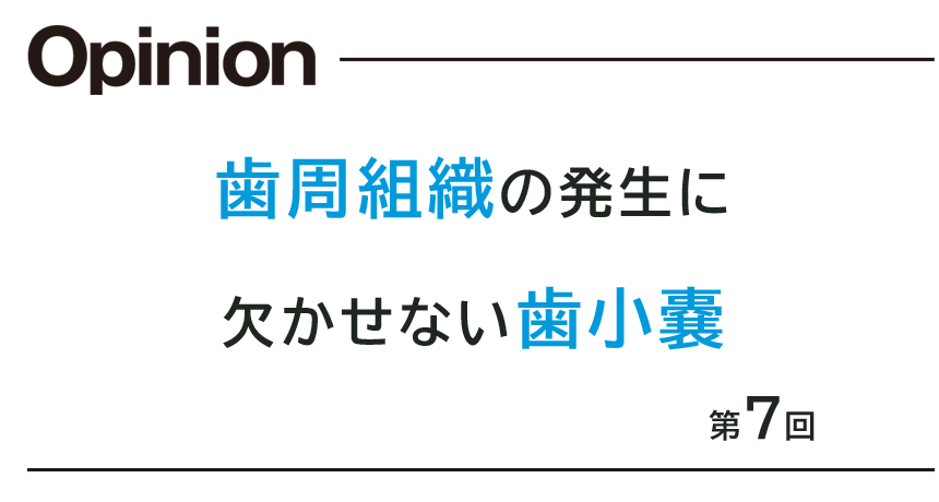 第7回 歯周組織の発生に欠かせない歯小嚢