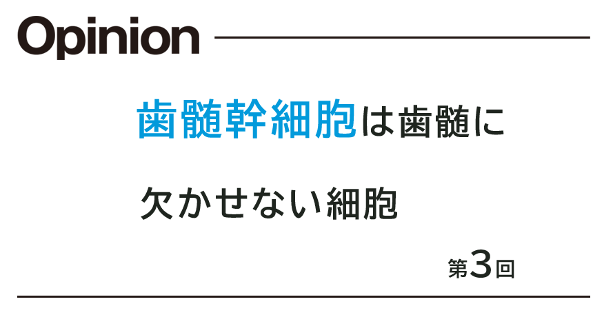 第3回 歯髄幹細胞は歯髄に欠かせない細胞