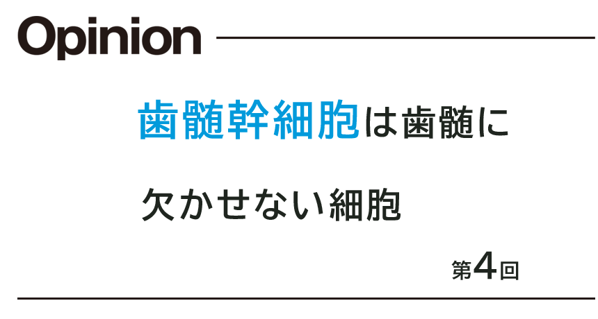 第4回 歯髄幹細胞は歯髄に欠かせない細胞